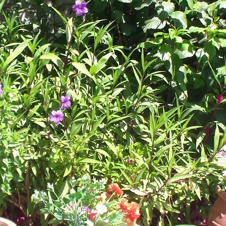 Creta Vassakis 2 * Kéfalosz