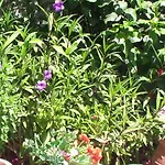 Creta Vassakis 2 * Kéfalos