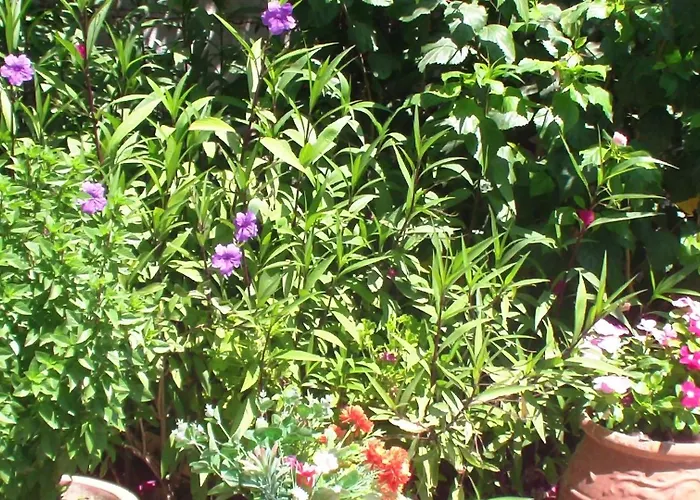 Creta Vassakis 2 * 克法洛斯